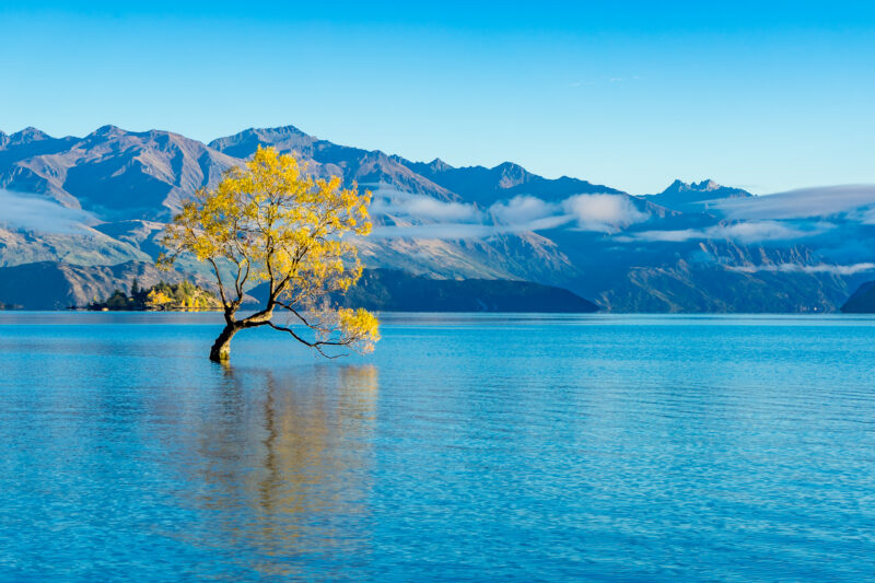 The Wanaka Tree